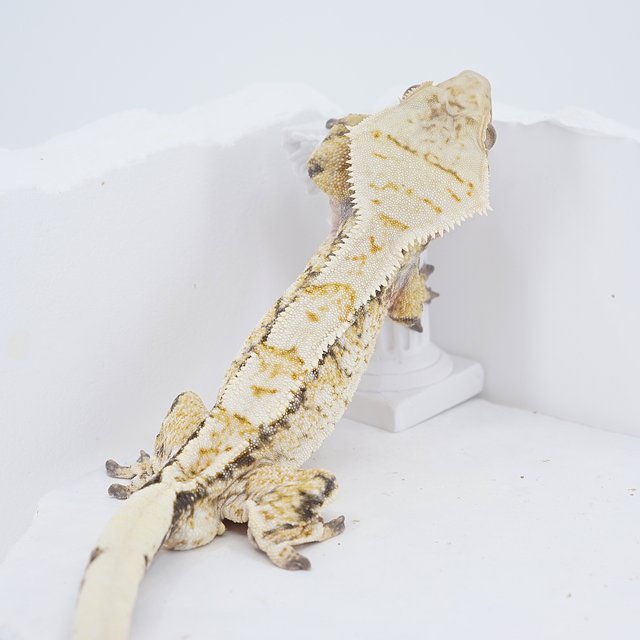 Tri Extreme Harlequin