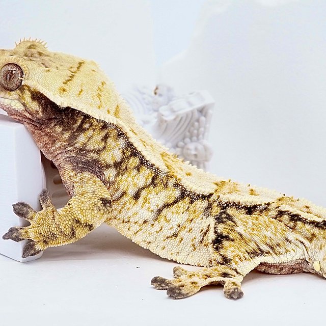 Tri Extreme Harlequin