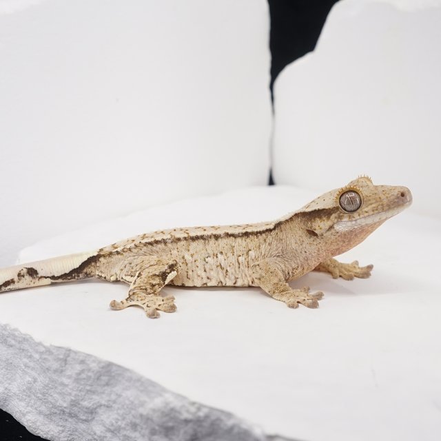 Drippy White Spot Tri