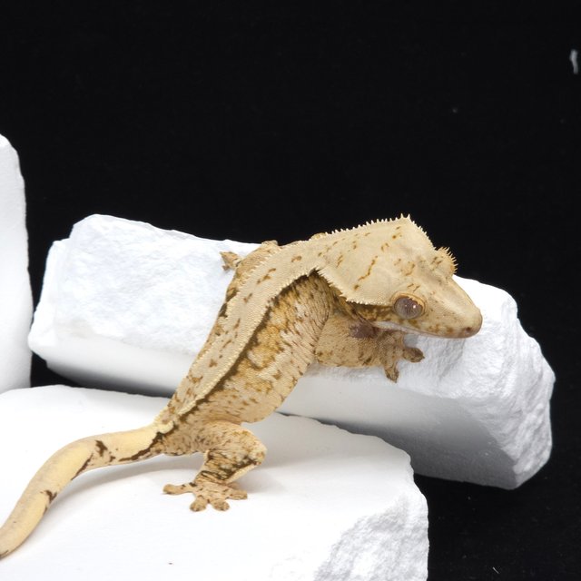 트라이 익스트림할리퀸