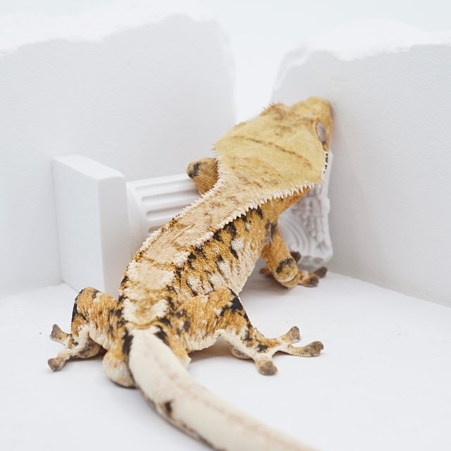 텐저린 트라이 익스트림할리퀸