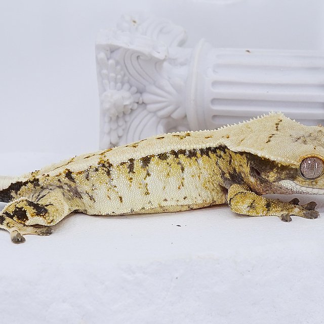 Tri Extreme Harlequin