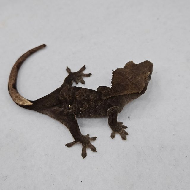 챠콜 알티