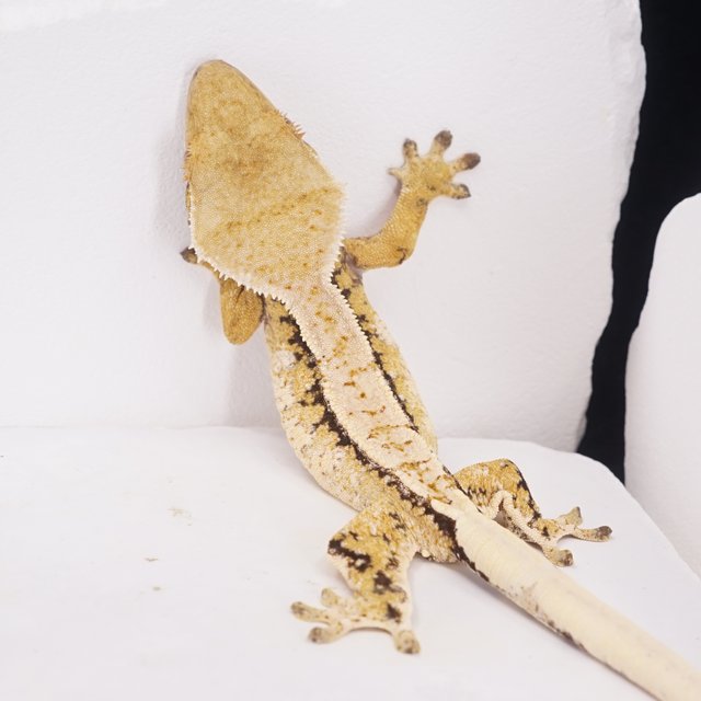 풀핀 쿼드 트라이