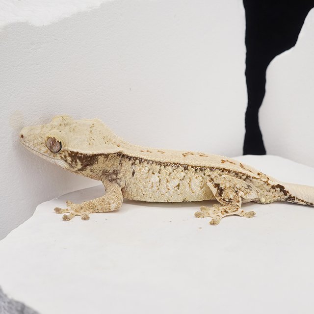 Drippy Tri Pinstripe