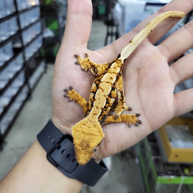 트라이