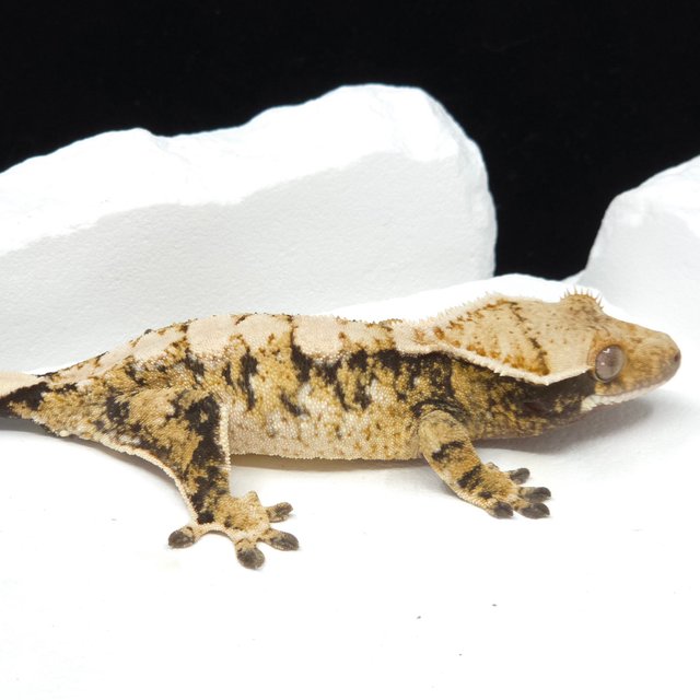 트라이 익스트림할리퀸