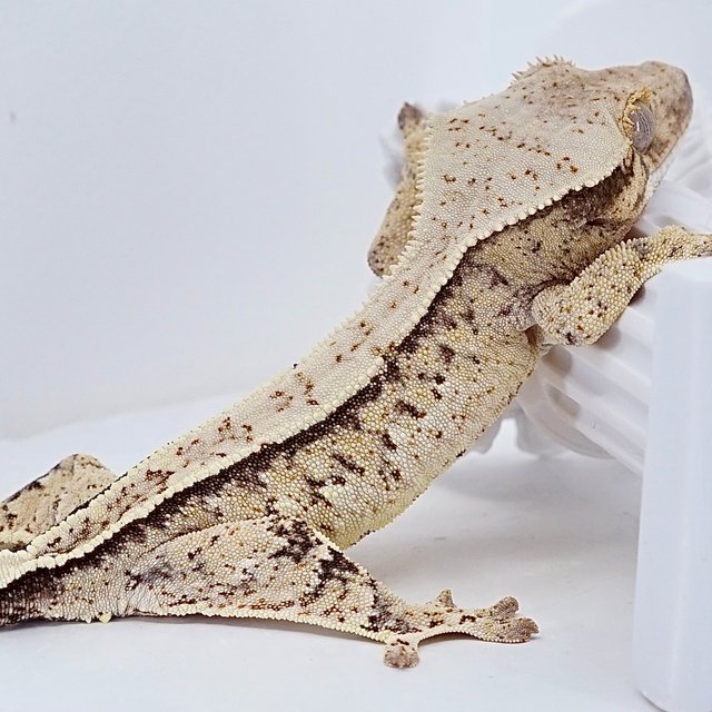 풀핀 쿼드 트라이