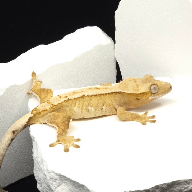 크림시클