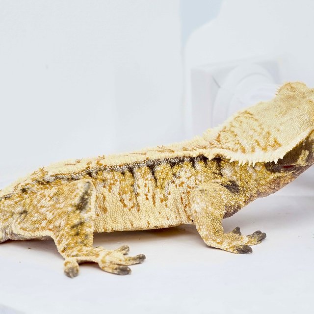 Tri Extreme Harlequin