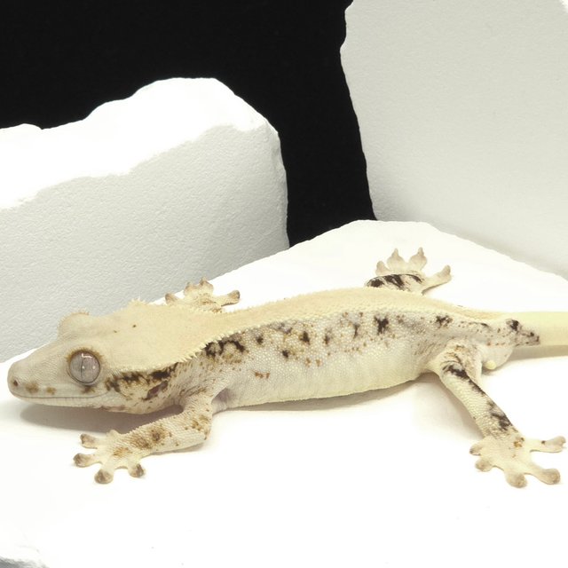 솔리드백 릴리화이트