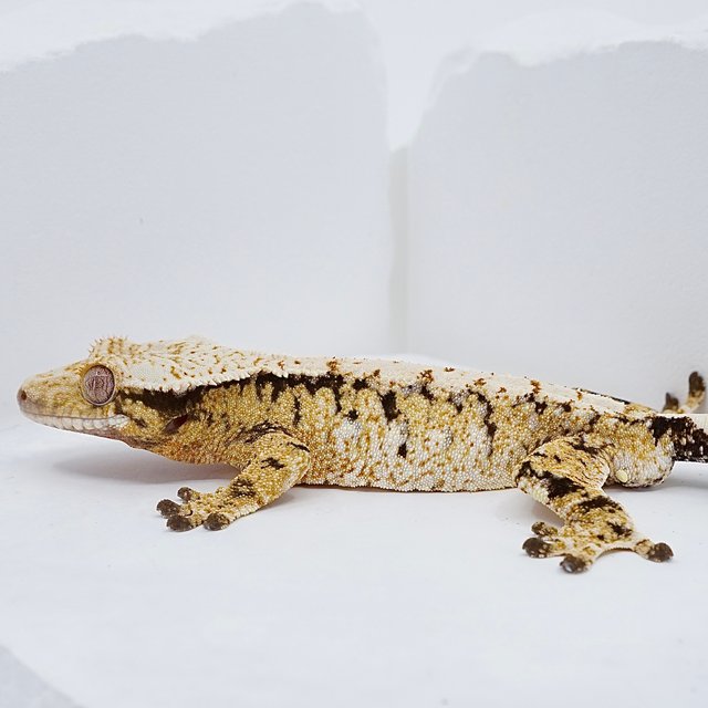 트라이 익스트림할리퀸