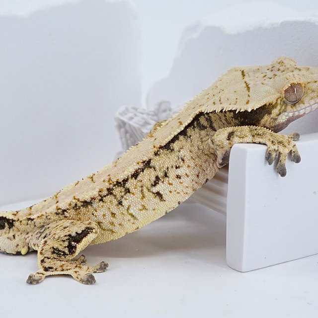 트라이 익스트림할리퀸 화이트스팟