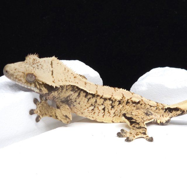 트라이 익스트림할리퀸