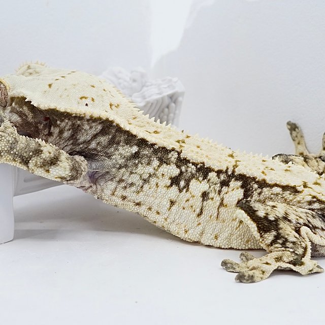 Drippy Extreme Harlequin White Spot