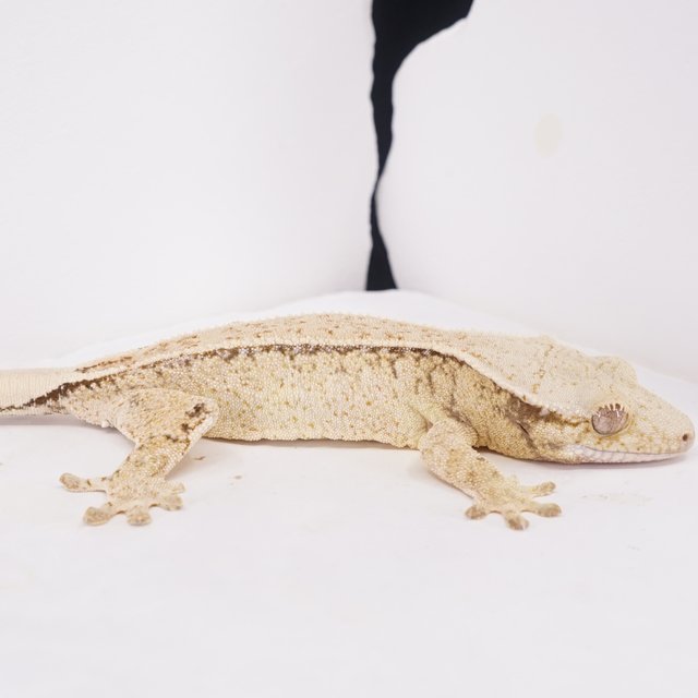 풀핀 쿼드 드리피 트라이