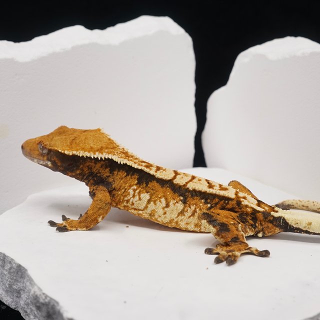 텐저린 트라이 익스트림할리퀸