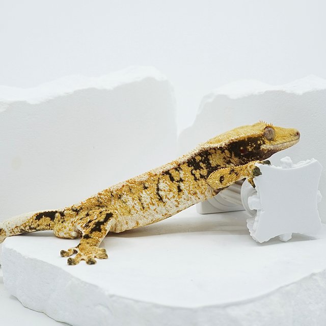 트라이 익스트림할리퀸