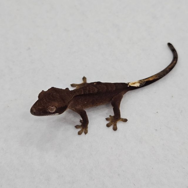 블랙 챠콜 알티