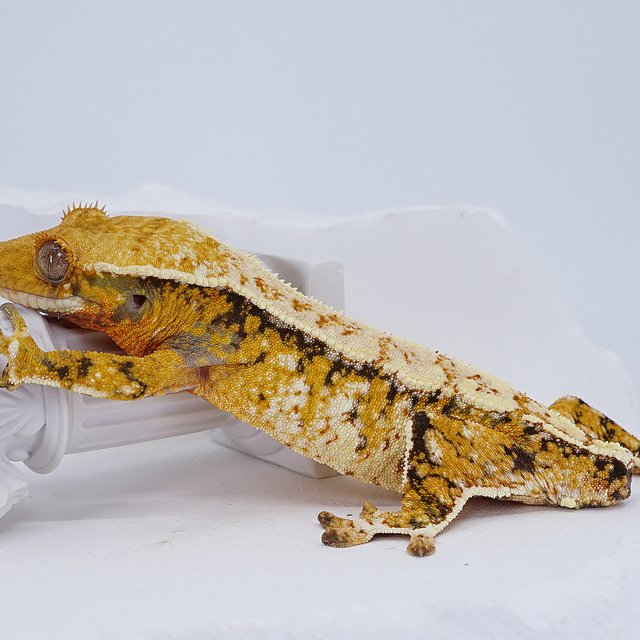 Tangerine Tri Extreme Harlequin