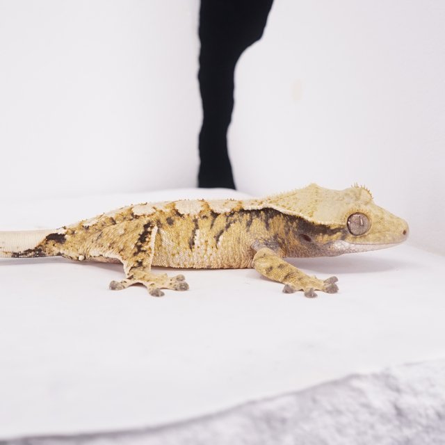 트라이 익스트림할리퀸