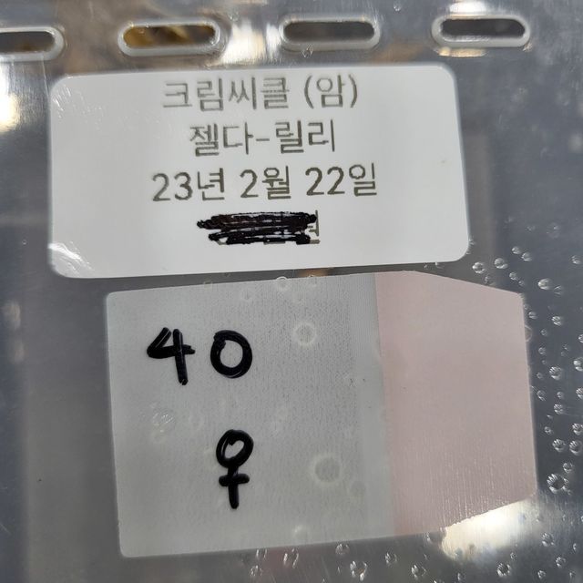 트라이 옐로우 크림