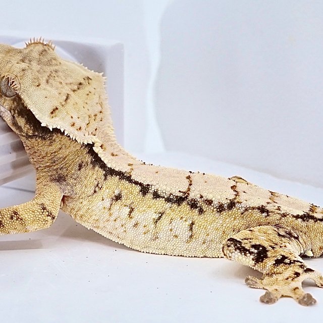 트라이 익스트림할리퀸