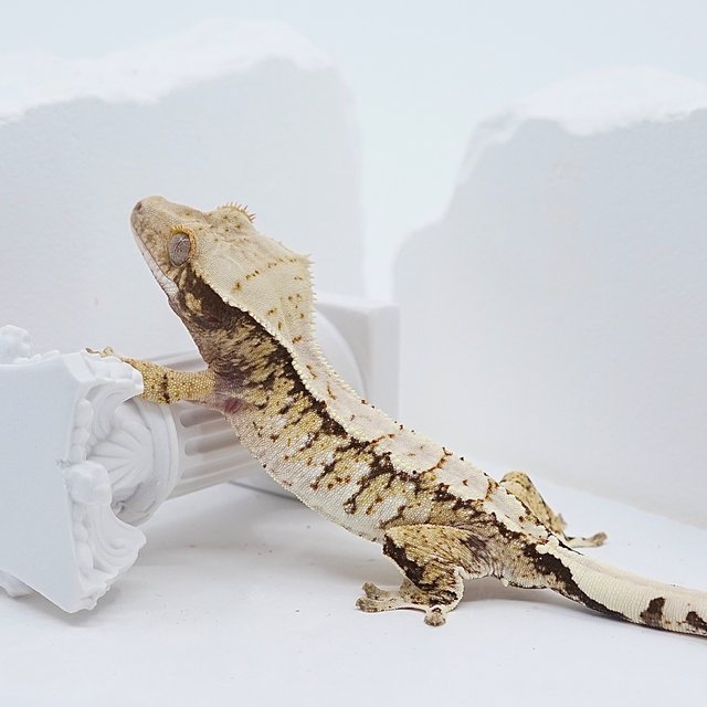 드리피 화이트스팟