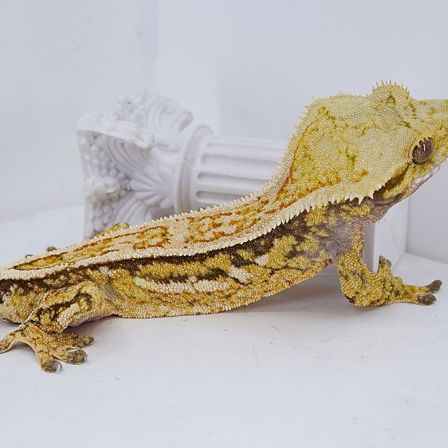 Quad Full Pinstripe Super Stripe Tri