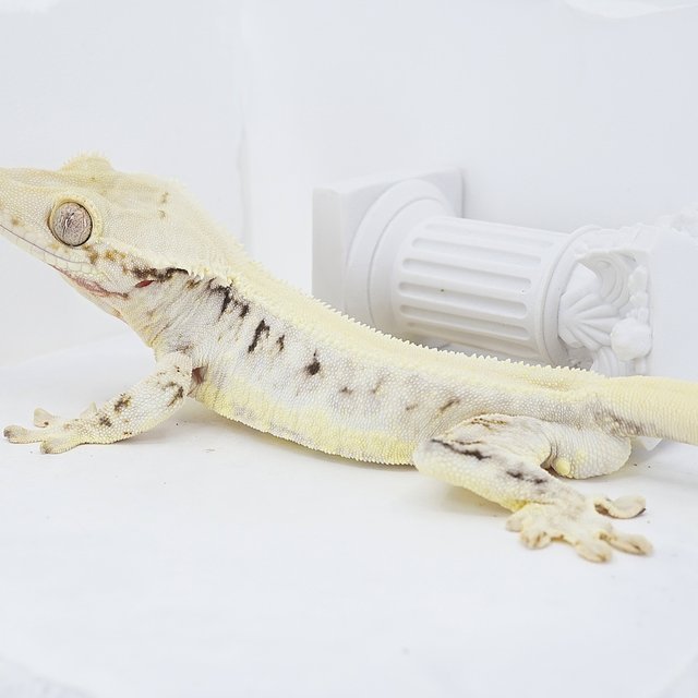 Solid Back Lilly White