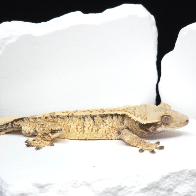 텐저린 트라이 익스트림할리퀸