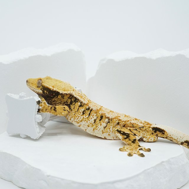 트라이 익스트림할리퀸