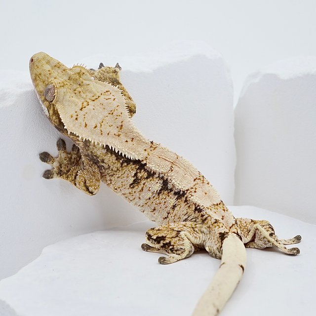 드리피 화이트스팟 트라이