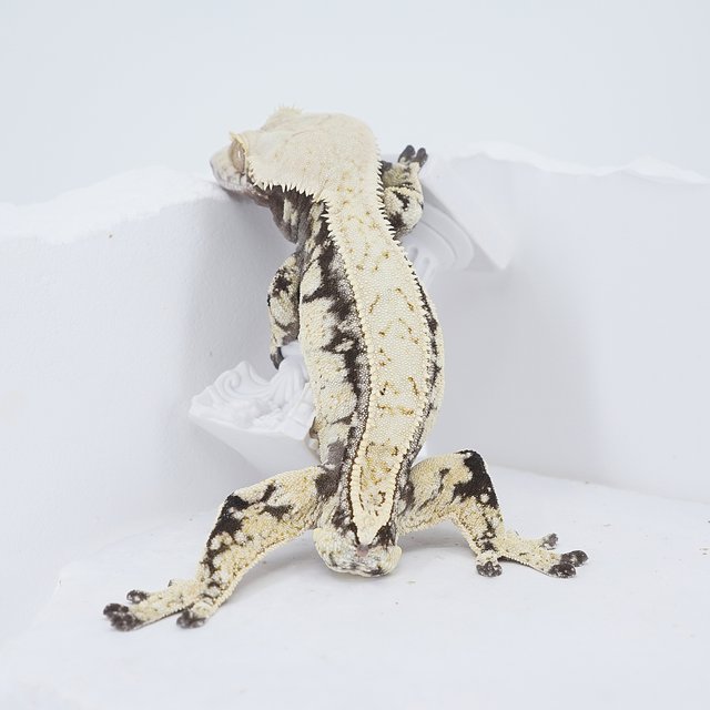 White Quad Pinstripe Tri