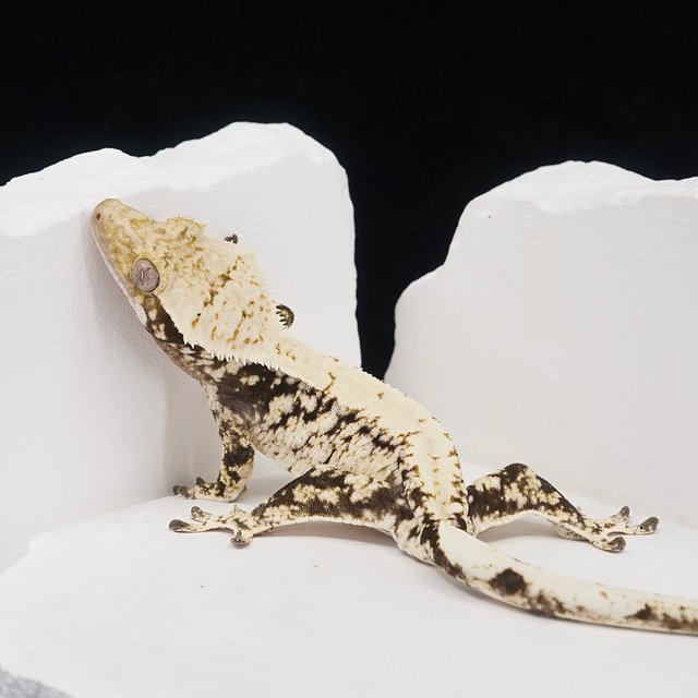 White Extreme Harlequin White Spot