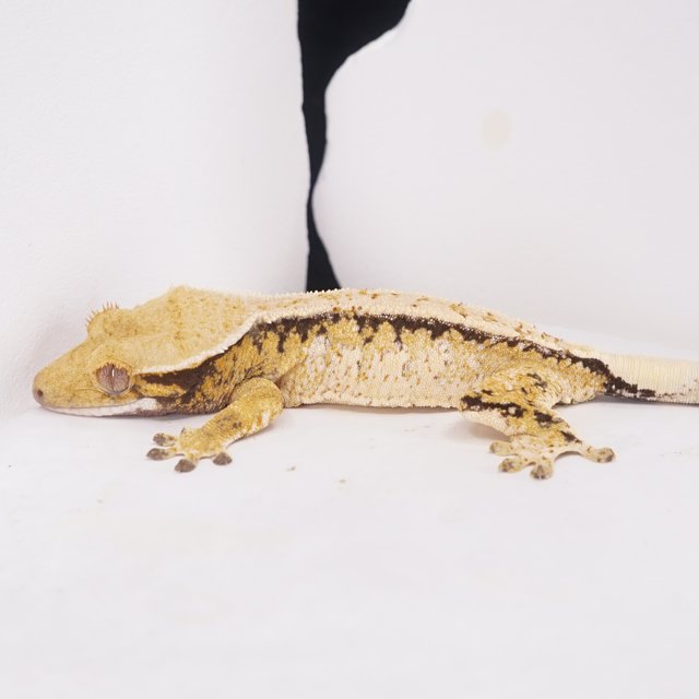 풀핀 쿼드 트라이