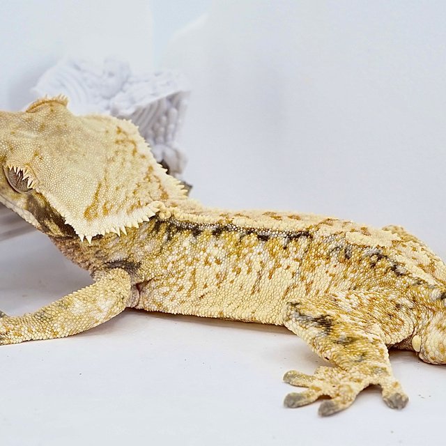 Tri Extreme Harlequin