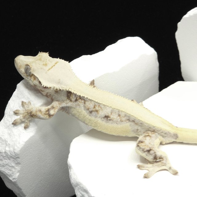 Solid Back Lilly White