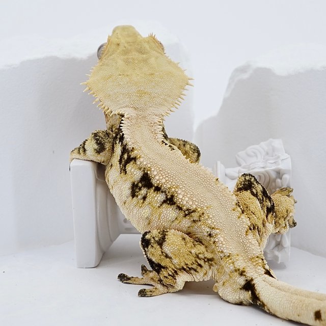 Solid Back White Spot Pinstripe Tri