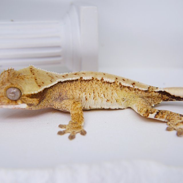 White Spot Tri Extreme Harlequin