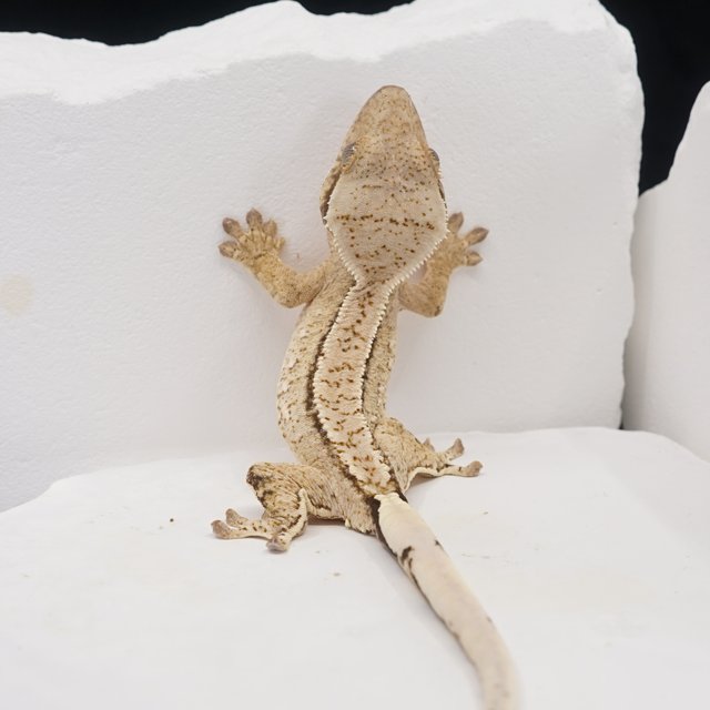 Drippy White Spot Tri