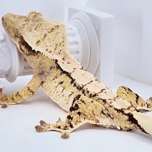 트라이 익스트림할리퀸