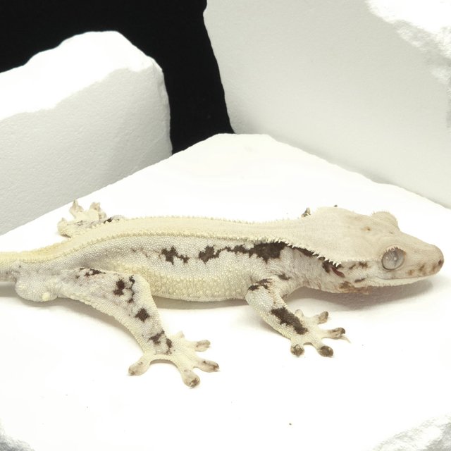 솔리드백 릴리화이트