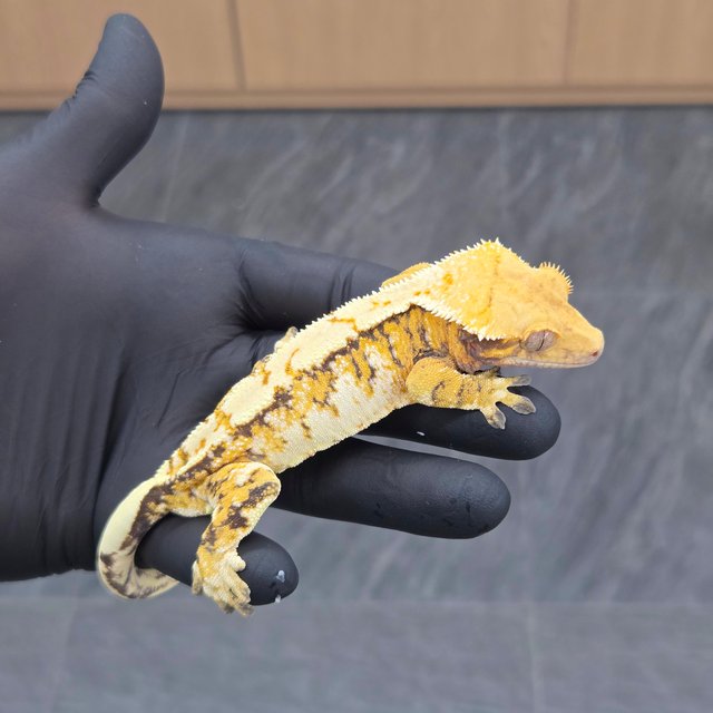 트라이 익스트림할리퀸