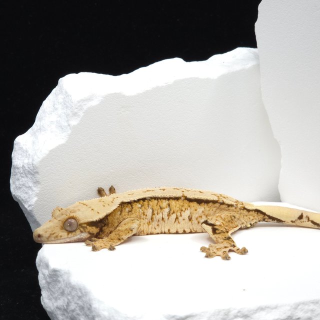 트라이 익스트림할리퀸