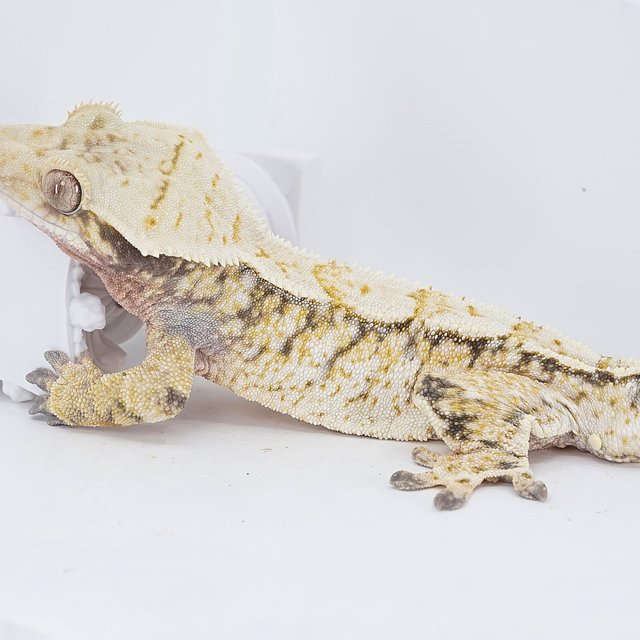 Tri Extreme Harlequin