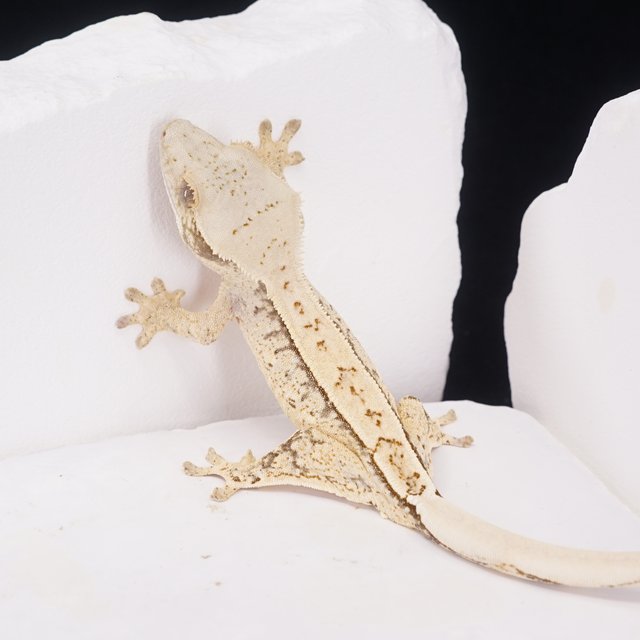 쿼드 풀핀 트라이