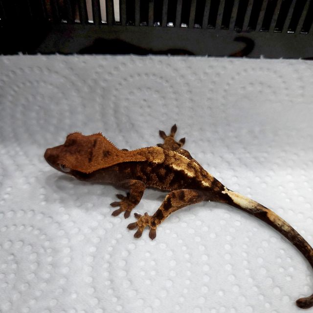 카푸치노