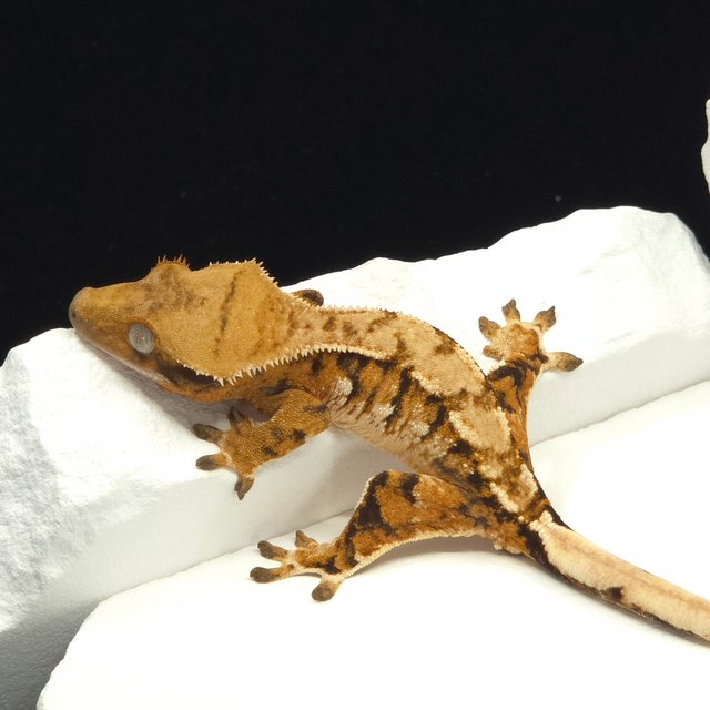 텐저린 트라이 익스트림할리퀸