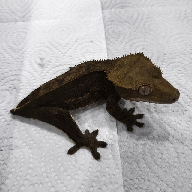 알티 챠콜